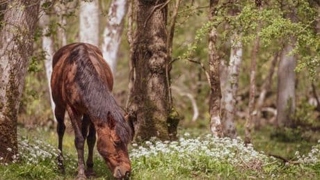 Warning to drivers as stallions released in New Forest for breeding season
