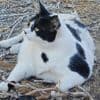 Toeristen op Kreta zijn in de ban van Chonkus Maximus: een dikke kat met een beoordeling van vijf sterren
