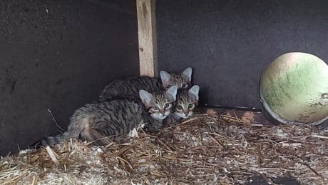 Tiere: Chemnitzer Wildkatzen haben Nachwuchs