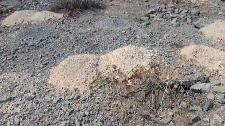 Hallan las cenizas de 70 personas amontonadas en un desierto de Estados Unidos