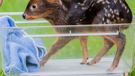Flauschalarm im Kölner Zoo: Nachwuchs bei kleinster Hirschart – Tierpark stellt Südpudus vor