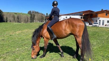 Im Allgäu geht die Angst um - Intensivtäter schleicht sich auf Pferdehof ein