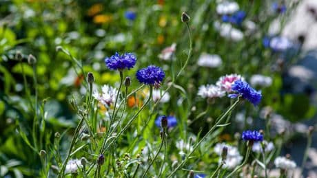 6 May Gardening Jobs Every UK Gardener Should Start Now