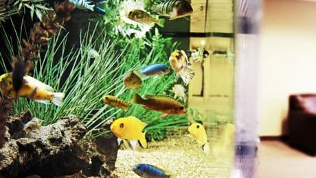 Qué factores hay que valorar para combinar peces de diferentes especies en un acuario