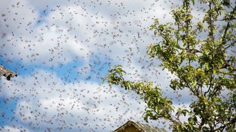 Deafening black swarm clouds of 50,000 bees coming this week, keeper says