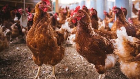 Detectan varios casos de gripe aviar en gaviotas de Santurtzi y Erandio