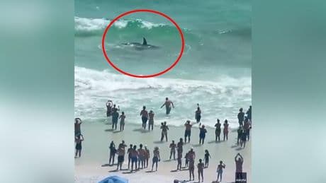 Impactante escena marina: un tiburón y una mantarraya se enfrentan en la orilla de Florida