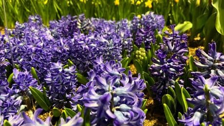Want your garden to smell as good as it looks? These flowers can do the job
