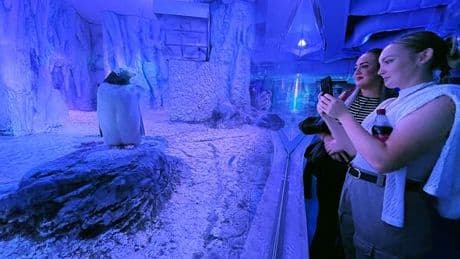 Fury as Labour's zoo reforms 'fail to improve' penguins' enclosure without fresh air