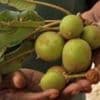 Why the trees behind shea butter beauty cream are under threat