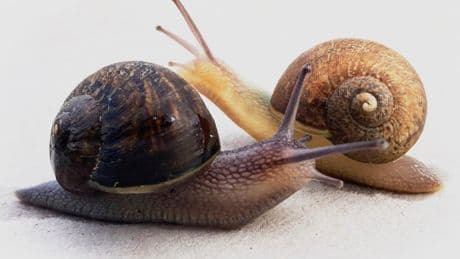 Ned the snail has a one in 40,000 look. That’s a big problem for his love life