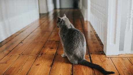 Miau statt Jammern: So bleibt Ihre Katze entspannt, wenn Sie gehen