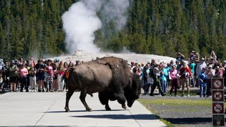 Bison gores Florida man at Yellowstone National Park after he got too close to powerful animal