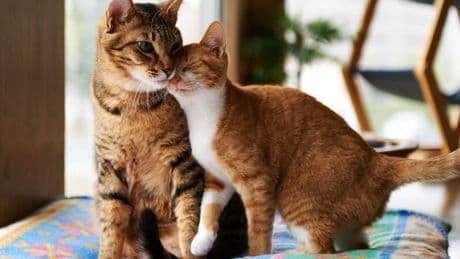 Vet urges pet owners to avoid 'dangerous' heatwave habit