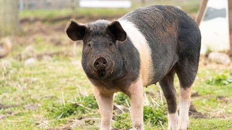Man receives world's first pig lung transplant in groundbreaking medical procedure
