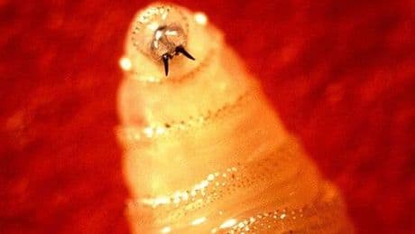 Deadly flesh-eating screwworm found infecting person in US for first time in years