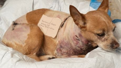 After Penny the Chihuahua’s pit bull mauling, NY should hold bad owners responsible and look to ban dangerous breeds