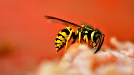 This Is The Worst Thing To Do After A Wasp Sting