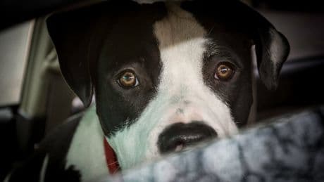 1-year-old killed instantly after family pit bull bit into baby’s neck
