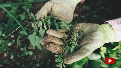 Unerwartete Wirkung: Wie sich Cola als wahres Wundermittel im Garten einsetzen lässt