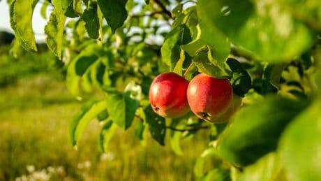 UK Gardeners Urged To Do 5 Tasks In September