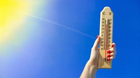 Schutz bei Hitze: So überstehen Pflanzen den Sommer auf Balkon und Terrasse