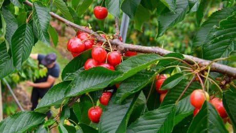 Süße und Saure: Obstbauern erwarten bessere Kirschernte als im Vorjahr