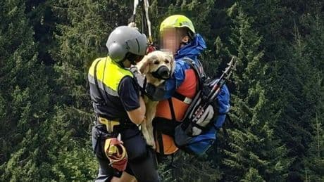 Alpen in Österreich: Hund deutscher Wanderer stürzt 40 Meter in Schlucht