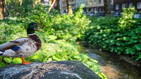 Extrem trockenes Frühjahr: In diesen NRW-Städten kann Wasserentnahme aus Bächen teuer werden