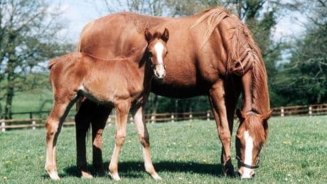 Only 5 per cent of people can solve 'impossible' animal problem