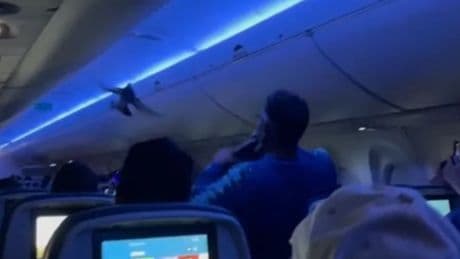 Loose pigeons cause mayhem on plane before take-off - watch the video