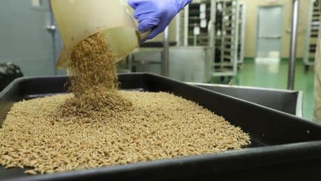 The US plans to begin breeding billions of flies to fight a pest. Here is how it will work