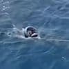 Moment exhausted migrant is plucked from the sea after trying to cross treacherous 36-mile wide Strait of Gibraltar in flippers and a rubber ring
