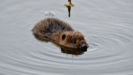 Beaver released back into the wild dies because of UK’s prolonged dry weather