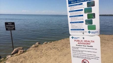 Blue-green algae advisory issued for Pigeon Lake