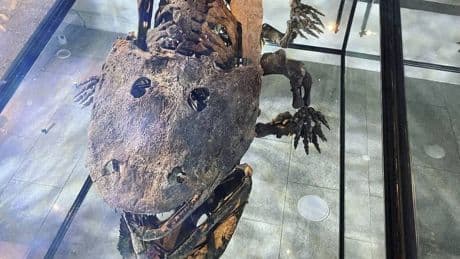 Un fósil con 300 M de años le dice a la ciencia que algo parecido al dinosaurio de 'Toy Story' existió de verdad