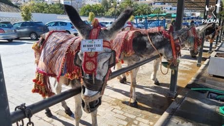 Nueva protesta para exigir el fin de los burros-taxi en Mijas por maltrato animal: "Basta de explotación"