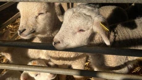 84 Brits ‘horrendously ill’ and 16 in hospital with parasitic infection after visiting petting farm