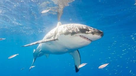 When Does Shark Week 2025 Start? Here’s The Full Week-Long Schedule
