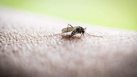 LIVE | Acht doden in Italië door tropisch virus dat wordt overgedragen door muggen