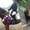 Deense vrouw schenkt pony van dochter aan dierentuin als voer voor leeuwen