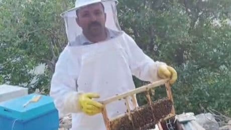 Kovanları parçalayıp balı yedi; 100 bin liralık zarar var!