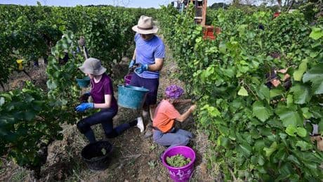 Vendanges : pourquoi les récoltes battent un record de précocité cette année