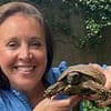 Tortoise who escaped to find a mate nearly a year ago at a speed of 0.13mph is found... just ONE mile away