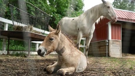 Rejected by his mother, a rare wild Asian horse foal finds a new mom in a grieving domestic mare