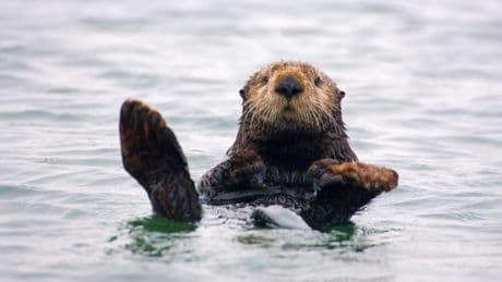 La loutre reprend peu à peu pied (palmé) en France