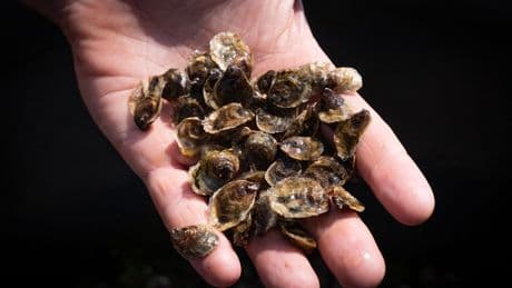 L’intelligence artificielle au service de l’aquaculture
