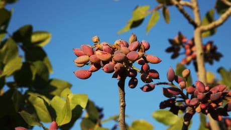El pistacho conquista el mundo (y España): un cultivo no apto para impacientes