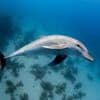 Übergriffiger Flipper: Würden Sie mit diesem Delfin schwimmen?