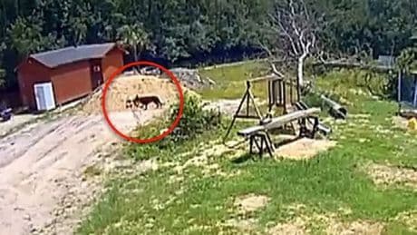 Adorable German Shepherd's haunting last moments before alligator ate her alive